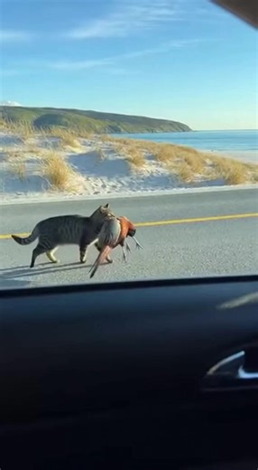 Rescued the pheasant #pheasant #cat #funny