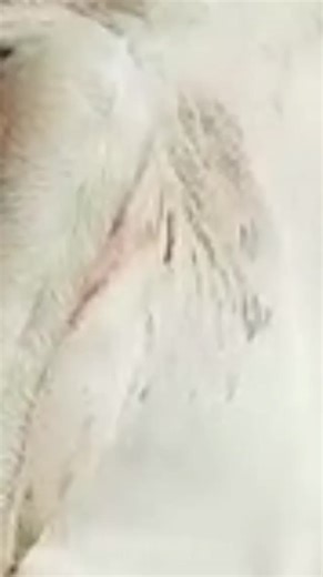 Foaling: Witness the Miracle of Horse Birth