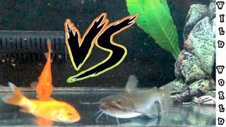 Blob Catfish Slurps a Golden Fish – Satisfying or Gross?