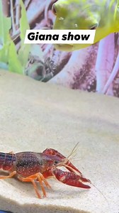 This video wants to show how to catch zebradoghead fish, there is no abuse, people will need food #reelsvideo #reels #reelsfb #fish #Zebra #Fish #zebradoghead #fisheat #eat #amazing #zebradoghead #zebradog #zebra #dog #head #animal #wildlife #nature #cute #adorableanimals | Giana Show