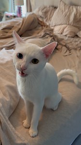 What a clever kitty! 🐱 | Furry Tails