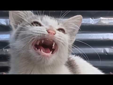 Loudest Hungry Kitten Screaming For Meat🍗 ASMR Eating Sounds