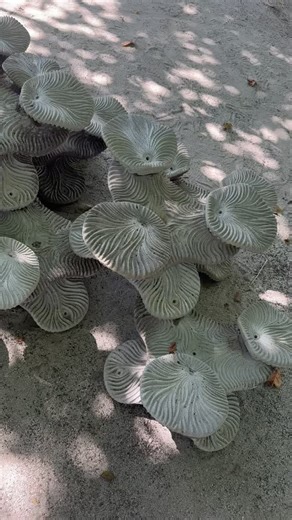 Satisfaction guaranteed! 🔧 We run our 3D reef build activity 4 days a week so that we have plenty of pieces for our MARS projects…but when we end up with so many, what better way to use them than to make a monster reef! 🪸 After a quick play around on land to see how it would work, our team got it in the water and ready to plant! 💪 @reefdesignlab #tracc #marinescience #marineconservation #scubadiving #borneo #malaysia #coralconservation #reefrestoration #artificialreef #saveourreefs #conservat