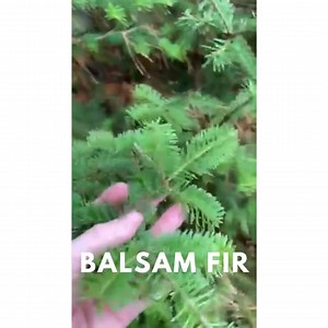 Hand-harvested Balsam Fir Needle Tea: Northern Ontario Herbal Blend - Etsy