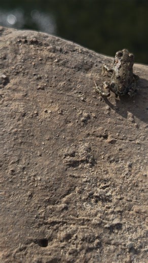 Baby toad jumps into water