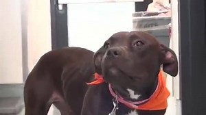 7.1K views · 607 reactions | This sweet girl is pure love and she was able to make it out of the Shelter fast thanks to all of your SHARING! Take a look at her FREEDOM VIDEO! Happy life sweet ANNIE ❤️ https://www.facebook.com/savingcarsonshelterdogs/photos/a.626994227473215.1073741916.171850219654287/634494670056504/?type=3&theater | Saving Carson Shelter Dogs | Facebook