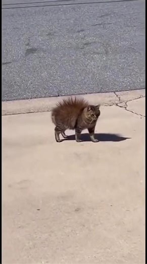 This cat was electrocuted 😱🐱 #shortvideo #shorts #cat
