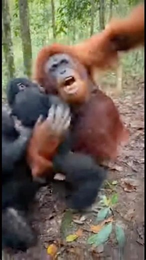 Orangutan Fights Off Two Chimp Attackers and Wins the Battle #orangutan #chimpanzee #animals