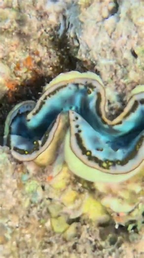 Clam Shell Hiding in Coral Comes Alive 🪸🐚💫