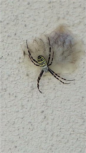 Argiope Bruennichi