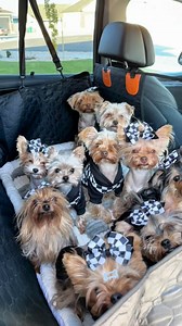 450K views · 38K reactions | Come with us to set up our new RuffRover 2.0 backseat hammock! This thing is a game changer for mom and us! We are super cozy in the back and it keeps us there so mom can drive without us trying to sit in her lap! Win win!   @ruff.rover  #yorkie #yorkies #dog #dogs #puppy #dogtravel #travel #safetravel #comfy #cozy #utah #ut #car #suv #bmw #yorkiesofig #ruffrover | The Utah Yorkies | Facebook