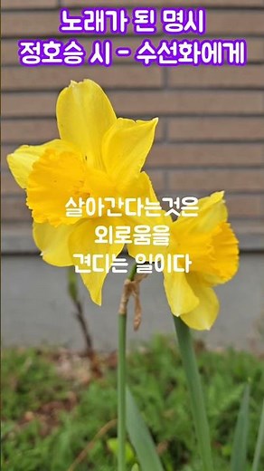 노래가 된 명시 - 수선화에게 - 정호승 시/정의송 작곡