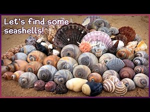 Finding Seashells at Low Tide | Giant Scallop Flat & Tiny Thorny Oyster #shelling #shell