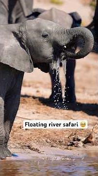 Not your average safari 🐘⚓️