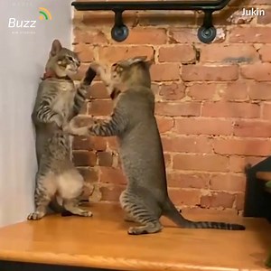 45M views · 26K reactions | Some confused cats | DJ QBert | Facebook