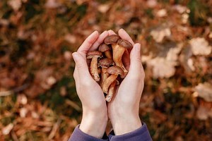 Best Practices To Buy Magic Mushrooms & Spores Online