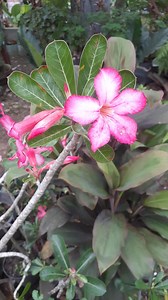 Adenium Obesum Variegated Desert Rose Self Bonsai Plants Viable - Etsy Canada