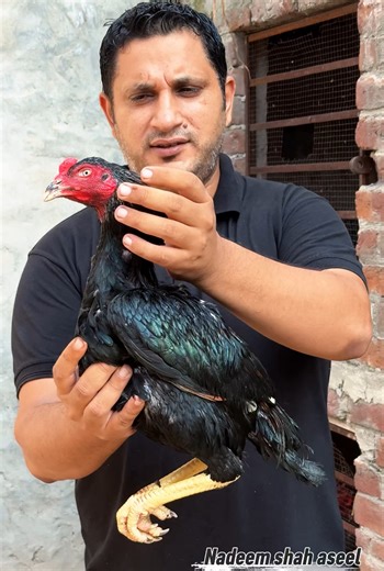 Kamalia aseel breed murgha | Nadeem shah aseel