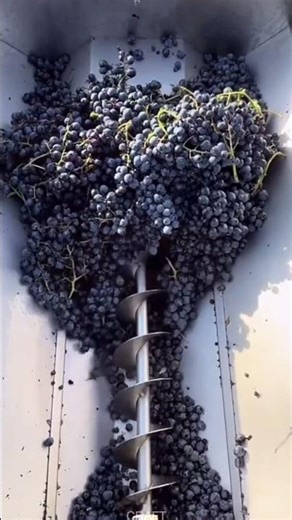 Grape Press in Action: How It Squeezes Juice From Grapes