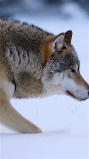 Life of a Gray Wolf 🐺 | Survival in the Snow. #shorts #wolf