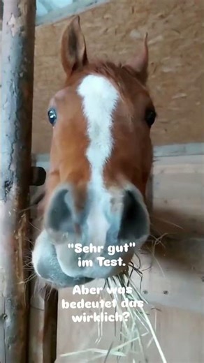 Was Tierfutter Tests dir nicht verraten