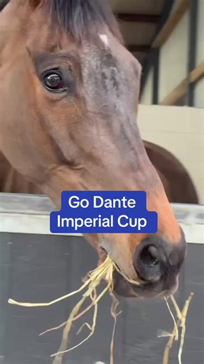 Go Dante Aims for Third Win in Imperial Cup at Sandown