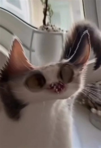 This is meep #meepcat #meme #cat