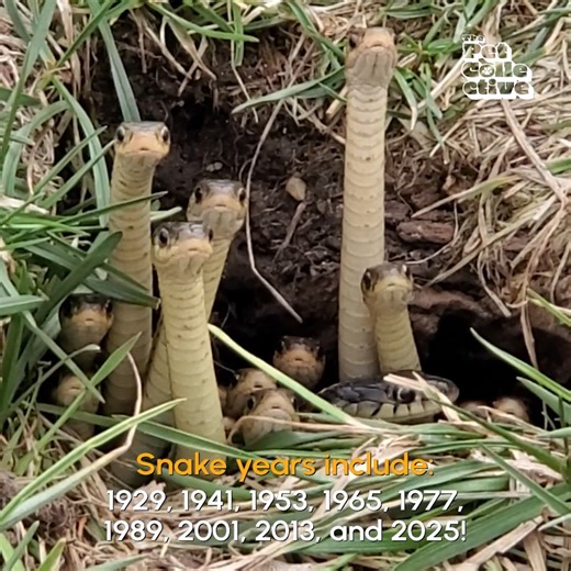 2025 is the Year of the Wood Snake! Wood symbolizes growth, flexibility and tolerance, while Fire represents passion, vitality and brightness in Chinese culture. 💪 | The Pet Collective