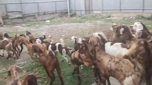 142K views · 1.6K reactions | 9906580061 Rajasthani male female #goatfarm #goatmilk #goatsofinstagram #sheepfarming #viralreelsfacebook #betalgoat 20 female 20 male = 40 ng Age 3 to 7 months Location Ganderbal | Land of Kashmir | Facebook