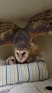 Can you hear that hissing? It's coming from our two patients, Barn Owl #23-1149 and #23-1273, and they're demonstrating impressive survival skills! These fledglings are in the process of acquiring essential behaviors that contribute to their overall survival and communication strategies. Hissing is a distinct vocalization produced by barn owls, serving to communicate discomfort, agitation, or even act as a warning to potential threats or intruders. This vocal defense mechanism plays a crucial ro