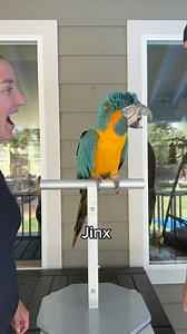 BirdTricks | Jinx wasn’t having it 😆 Smooching challenge! Can you do this with your birds?! 💋 #kiss #challenge #parrot #justforfun #birdtricks #birb | Instagram