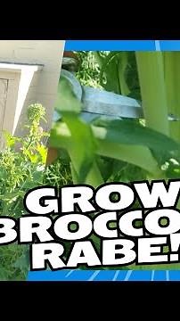 Discover the Tender and Tasty Broccoli Rabe!