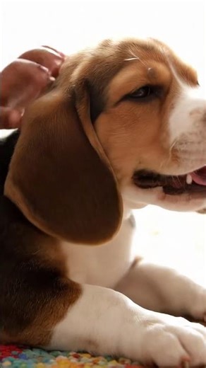 Beagle Puppy Melts Heart with Toddler
