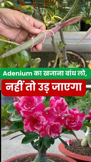 Neelam Dhingra on Instagram: "Adenium Boost Trick: Bigger Plant, Bigger Caudex, Bigger Seed Count Want a bigger, fatter Adenium and hundreds of free seeds? Here are two game-changing hacks in one reel! To grow your Adenium faster and develop a massive caudex, feed it high-potassium fertilizer (10-10-20 or any blooming formula) every 15 days during the growing season and give it 6–8 hours of direct sunlight. Upsize the pot when roots fill it – this is the secret to monster-sized plants! For free