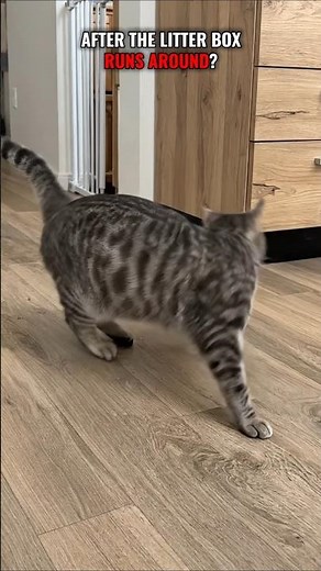 Cat goes CRAZY after the litter box… here’s why