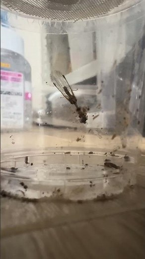 キノコバエを捕食するヒメカマキリモドキ