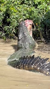 Ready to devour 2025 like Stumpy devours Wallabies. 👊🏼🦘🐊 | Wildman Adventures