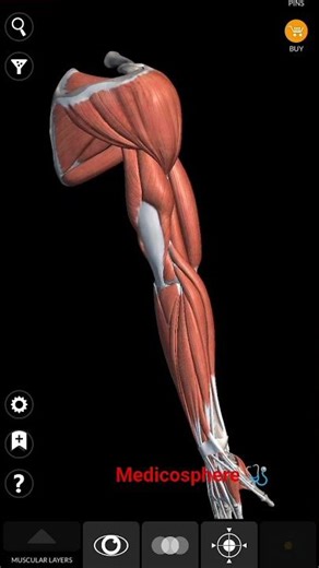 anatomy of the muscle of arm #3d #medicosphere #anatomy #muscle #viral #short #upper #arm #medicos