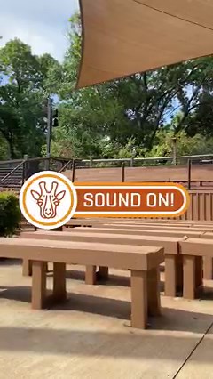 10K views · 128 reactions | LEGENDARY SONGBIRD: Wayne the Hadada Ibis loves impressing visitors at our Wonders of the Wild show with his beautiful three-to-four note call. He is very vocal, and his species is well known across its home of southern Africa for this distinctive song. In fact, the species’ name in many languages is onomatopoeic; it imitates the sound of this call. Go ahead and listen again. What onomatopoeia name would you come up with? | Dallas Zoo | Facebook