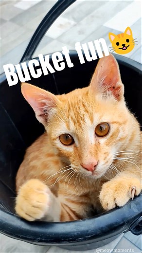 My Cat’s Bucket Adventure 😻🪣 Too Funny!