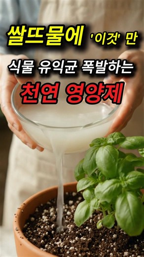 그냥 주면 독, '이렇게' 주면 보약! 식물심폐소생 7일 쌀뜨물 발효법 #쌀뜨물발효 #화분살리기 #천연영양제 #텃밭 #홈가드닝
