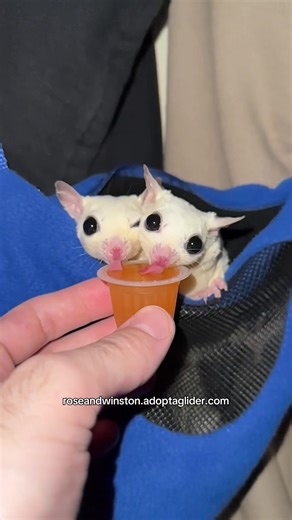 Properly Caring for Your Sugar Gliders: A Guide for Beginners