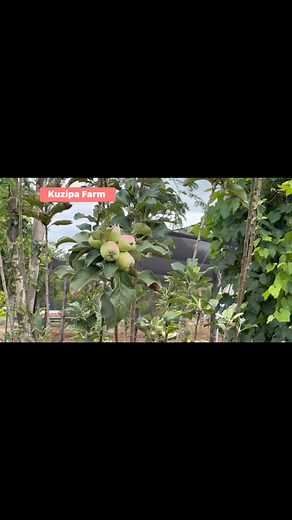 1K views | Apple Trees for Sale @ Kuzipa Farm Part 1 | Kuzipa Farm | Facebook