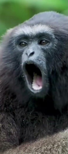 Sonidos de monos Impresionantes ! #animales