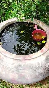 ដំណាំក្រោយផ្ទះ