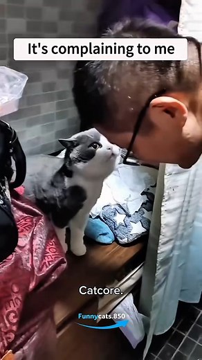 Top 18 Talkative Cats 🤣🤣 #catsoftiktok #cats #funnycat #fyp #cutecat | J63