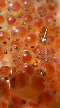 These tiny dots... finally, lumpfish eggs are here! #lumpfish #aquarium