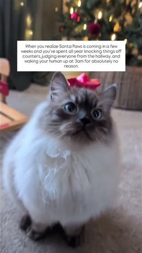 Sprout just realized Santa Paws is checking his list… and let’s just say the 6am hallway zoomies,