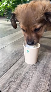 14 reactions |  Cutest customer of the day? We think so! Your furry...
