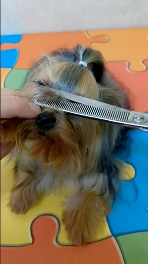 Teacup Yorkie with ponytail and tipped ears #grooming #pets #cute #yorkshireterrier #puppy #shorts